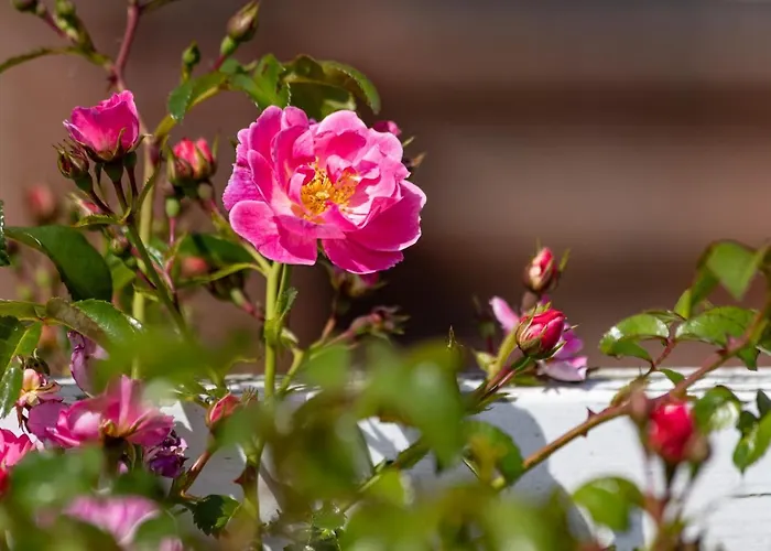 Strandgut Vakantiehuis